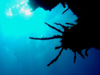 Cozumel, april 2004, Sony DSCP10 by Yannick Abel-Coindoz 